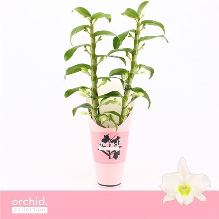 Dendr Nob 2st Apollon Orchid Collect