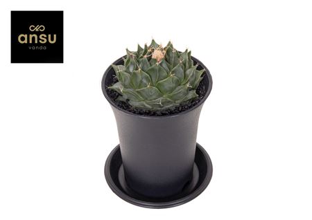 Cactus Obregonia Denegrii