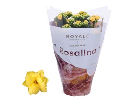 Kal Ros Royale Yellow.