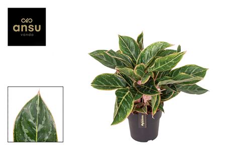 Aglaonema Jungle Shadows