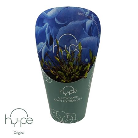 Hydrangea Ma Mophead Blue 7+ (grow Your Own Hy-pe)