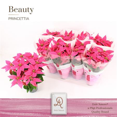 Princettia Dark Pink 5+ (dolc'amore)