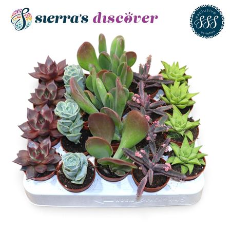 Discover® - Barcelona Succulents Mix (exclusive)