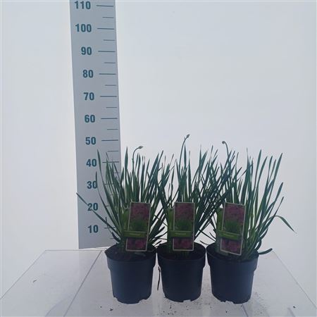 Allium Millenium