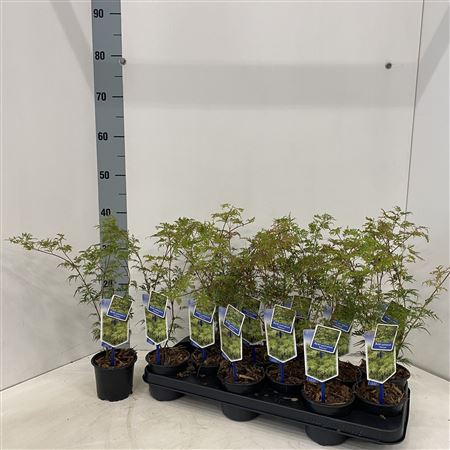 Acer Palm Seiryu
