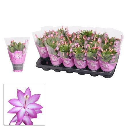 Schlumbergera Purple (decorum)