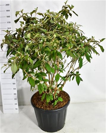 Hydrangea Asp Macrophylla