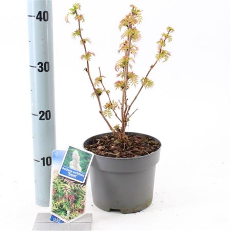 Sorbaria Sorbifolia Sem