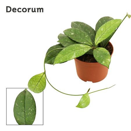 Hoya Crassipetiolata (decorum)
