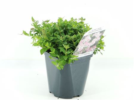 Spiraea Jap Little Princess