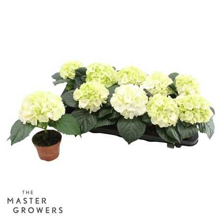 Hydrangea Ma White 1pp