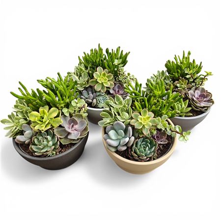 Ceramics® - Summer Succulents Bowl