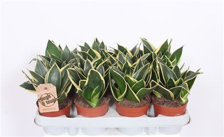 Sansevieria Lotus Hahni