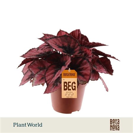 Begonia Rex Red Kiss
