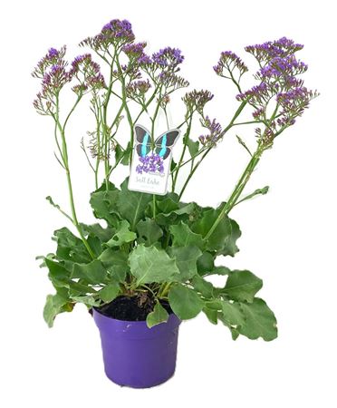 Limonium Salt Lake.