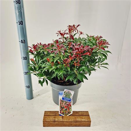 Pieris Jap Katsura