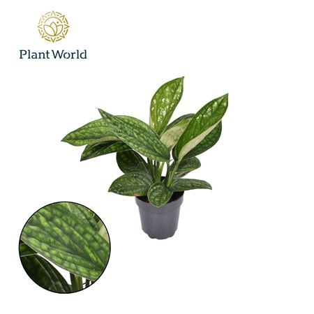 Epipremnum Marble Planet