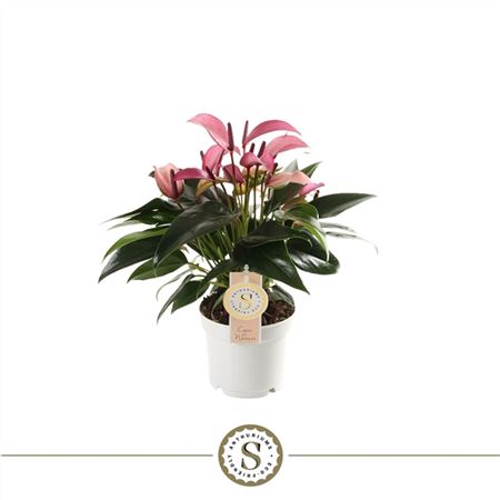 Anth An Zizou 6+ (stolk)