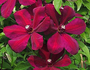 Клематис гибридный Вестерплат