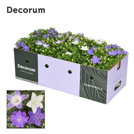 Campanula Iso Mix Showbox (decorum)