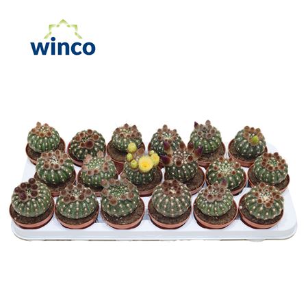 Notocactus Uebelmaniana (flowering)