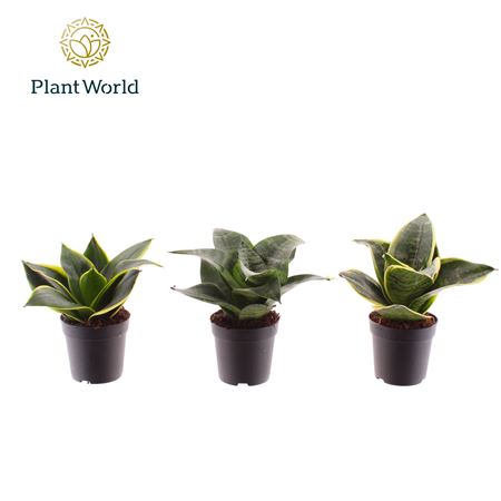 Sansevieria Mix Dwarf (decorum)