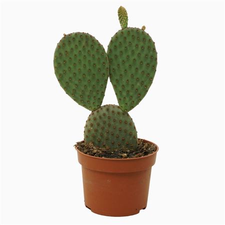 Opuntia Macrocalyx