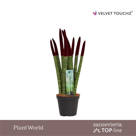 Sansevieria Velvet Touchz Bordeaux