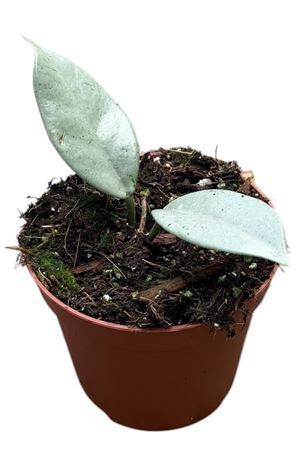 Hoya Wilbur Graves Silver