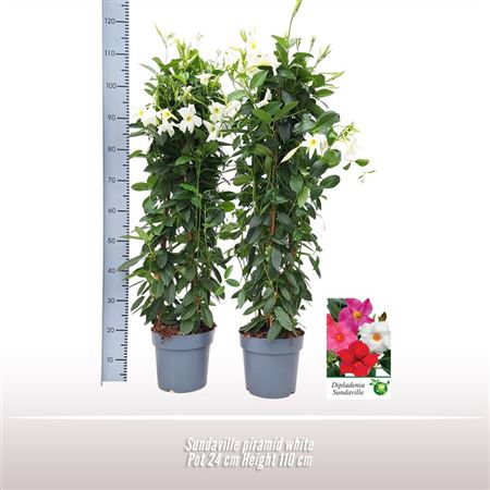 Mandevilla White Pyramid