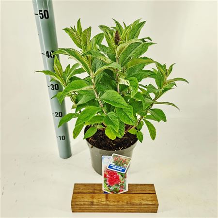 Buddleja Dav Little Ruby (butterfly Candy)