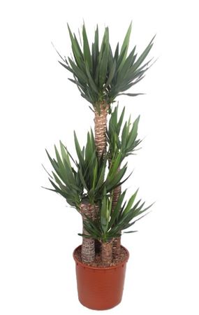 Yucca Elephantipes 120-90-60-30 Xl