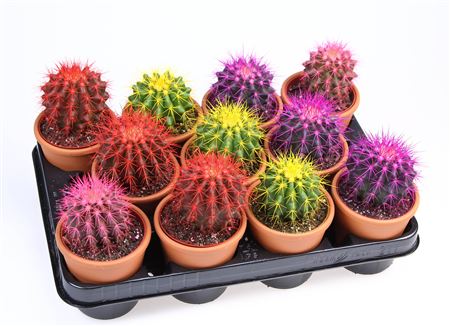 Grusonii Rainbow I