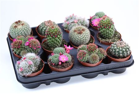 Mammillaria Flowering Mix