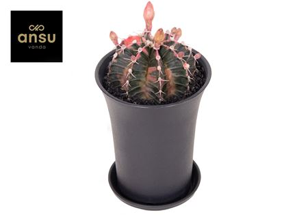 Gymno Cactus 'variegated' Xl Bloeiend