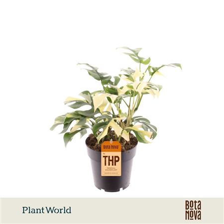Rhaphidophora Tetrasperma Variegata 14