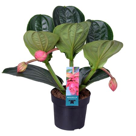 Medinilla Magnifica Flamenco 3+