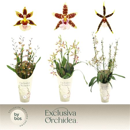 Cambria 4st Mix Exclusiva Orchidea Potcover