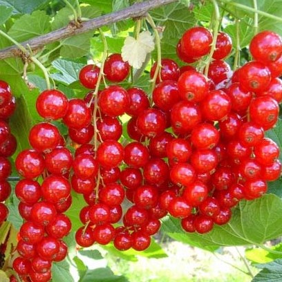 Смородина красная Голландская Красная в тубе