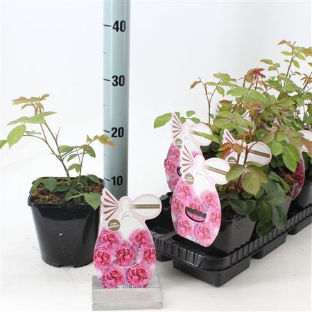 Rosa (pa) Princess Claire Of Belgium