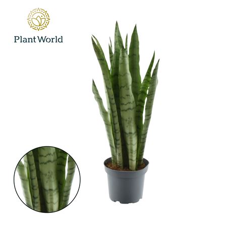 Sansevieria Spearmint 8+
