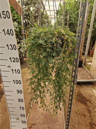Selaginella Uncinata Hangplant