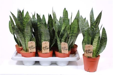 Sansevieria Zeylanica Compacta