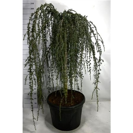 Cedrus Atl Glauca Pendula