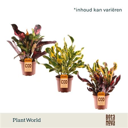 Codiaeum 3-5pp Mix
