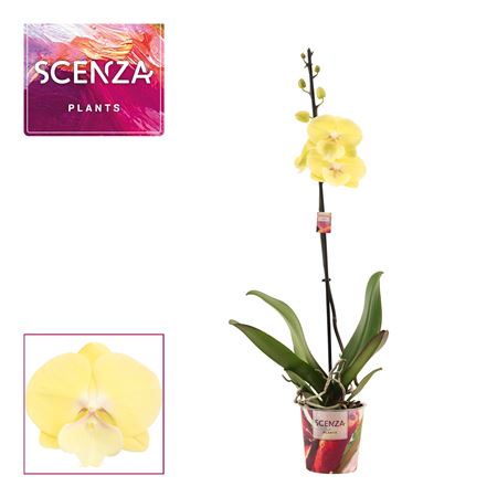 Phal 1st Limoncello Kiss