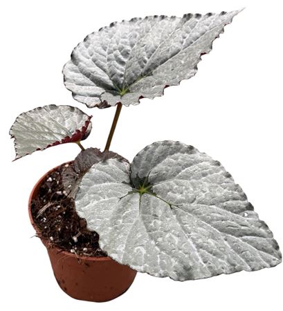 Begonia Grey Earl