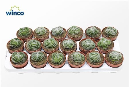 Crassula Capitella Setosa Turrita