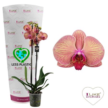 Phal 2st Golden Leopard  (levo)