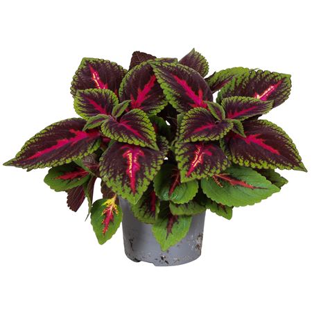 Coleus Ruby Road